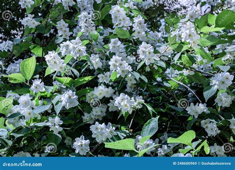 Real Summer Flowering Jasmine Bushes Stock Image Image Of Delicate