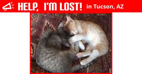 Lost Cat Tucson Arizona Buster