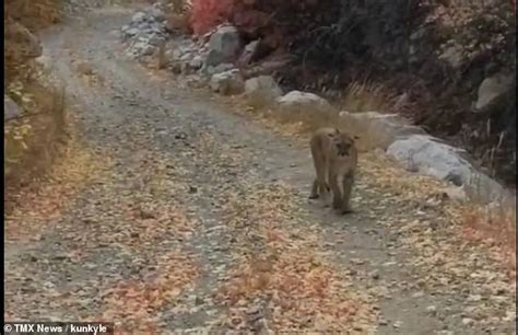 Viral Footage Shows Hiker Stalked By Cougar For Endless Minutes