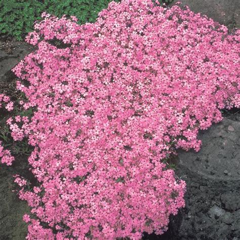 Pink Carpet Phlox Michigan Bulb Ground Cover Landscaping With