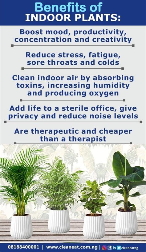 10 Powerful Benefits Of Indoor Plants Benefits Of Indoor Plants