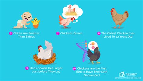 20 Surprising Facts About Chickens You Didn’t Know 2022