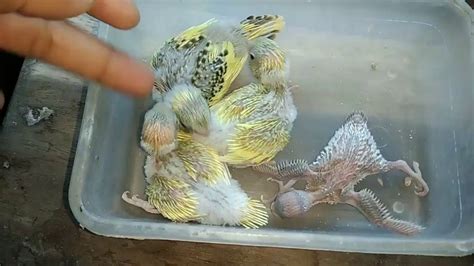 Caring Baby Budgies Checking Budgie S Nest Box And Cleaning Bird Breeding Nest Box YouTube