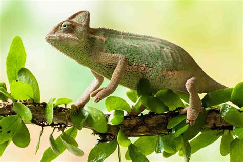Choosing A Starter Pet Chameleon By Type