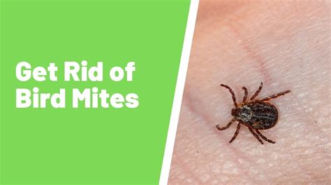 How To Get Rid Of Bird Mites Youtube