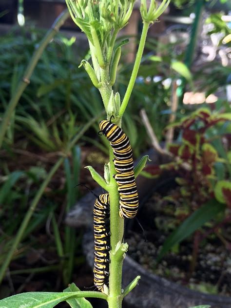 Monarch Butterfly Larvae On Milkweed The Monarch Butterfly Flickr