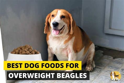 5 Best Weight Loss Dog Food For Overweight Beagles Beagle Care