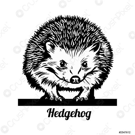 Hedgehog Line Art Black And White Vector Illustration Stock Vector