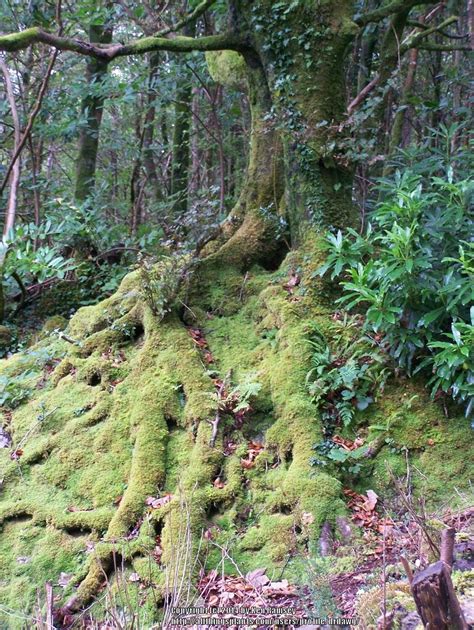 Sphagnum moss grows on the surface of the soil, generally where the climate is mild, humid, gets plenty of rain, and perhaps somewhat shaded. Sphagnum Moss vs. Peat Moss→How do you tell the difference ...