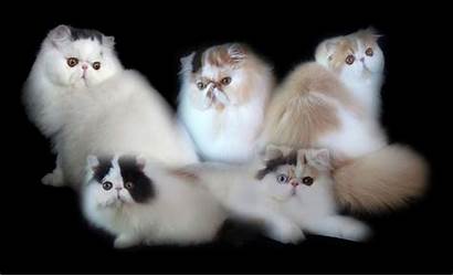 Persian Cat Wallpapers Cats Face Kitten Side