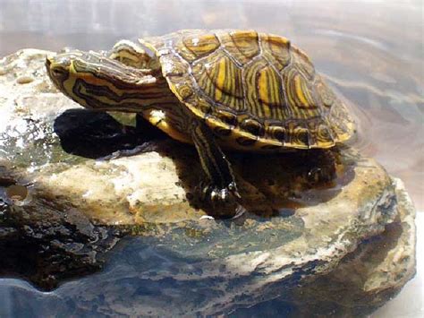 Cuidados básicos para las tortugas de agua ¿Cómo debemos cuidar a una