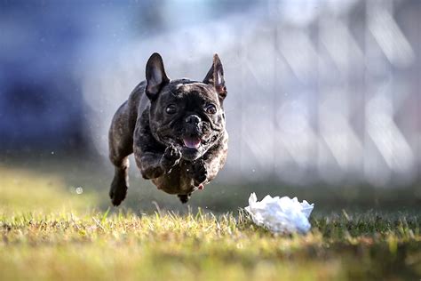 How Fast Can A French Bulldog Run Mypetcarejoy