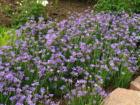 sisyrinchium lucerne blue eyed grass photo courtesy of flowers for the