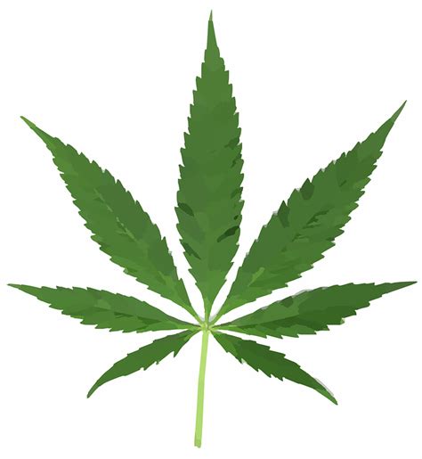 Learn about the cannabis plant and how to grow it. Gratis vektorgrafik: Cannabis, Blad, Kruka, Ogräs - Gratis ...