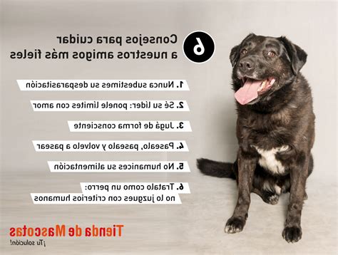 ️ Tips Para Cuidado De Perros en julio del 2024