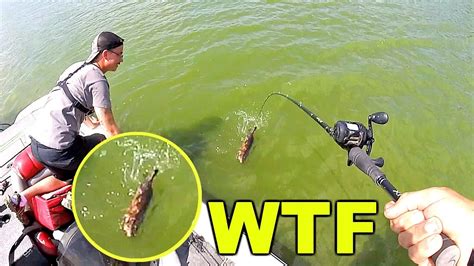 Bizarre Creature Snagged While Fishing Youtube