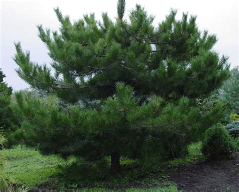 Pinus Tabuliformis Chinese Red Pine Conifer Species American