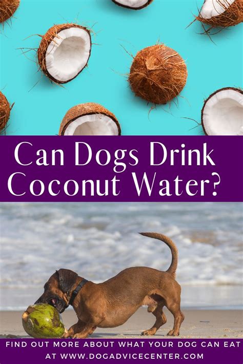 Can Dogs Drink Coconut Water Coconut Coconut Water Water Dog