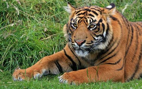 Sumatran Tiger Ottima