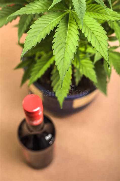 Cannabis And Alcohol Stock Image Image Of Green Flower 52735983