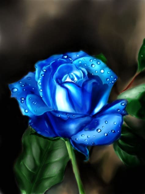 Blue Rose By Marija Perović Beautiful Rose Flowers Love Rose Flowers