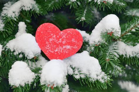 Red Heart In Snow On Christmas Tree Happy New Year Love Concept Stock