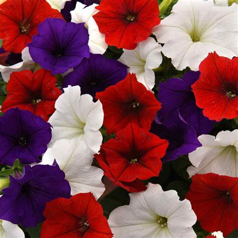 Easy Wave Spreading Petunia The Flag Flower Seed Mix