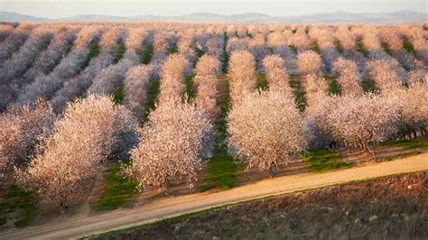 Flowering Almond Trees In Californias Central Valley Visiting The