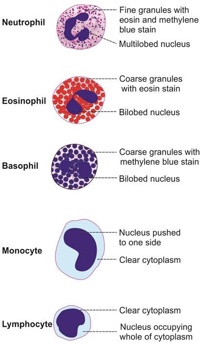 Leukocyte Definition And Examples Biology Online Dictionary