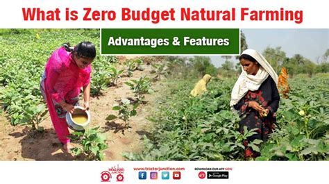 What Is Zero Budget Natural Farming Advantages And Features 2022