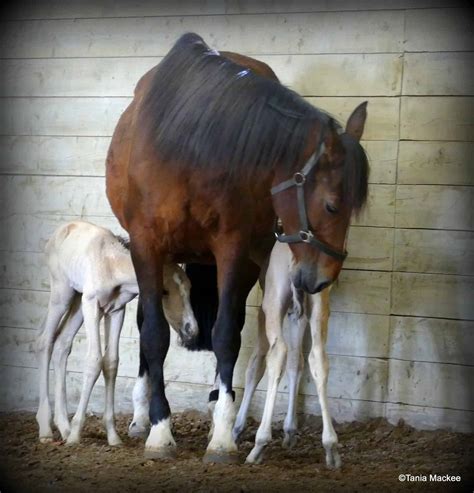 Mare Defies Odds And Gives Birth To Healthy Twin Foalsfor The Second
