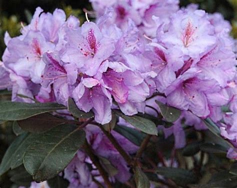 Lavender Princess Rhododendrons Direct