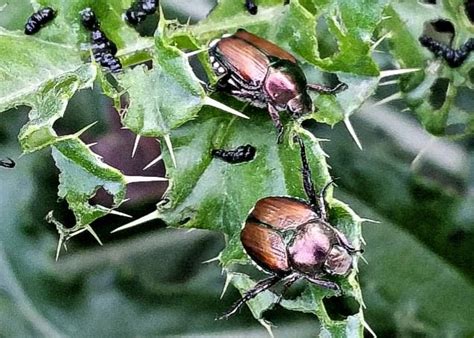Japanese Beetles Lakewood Exterminating