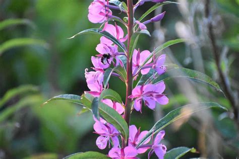 Fireweed Plant Edibility Medicinal Uses And How To Forage Foragingguru