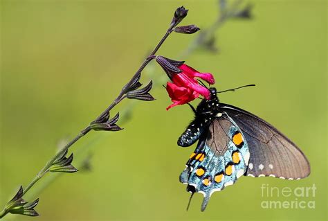 Pipevine Swallowtail Photograph By Marty Fancy Fine Art America