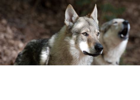 Hibrid vuka i psa (vukovi): koje su pasmine, opis, karakter, sadržaj i odgoj