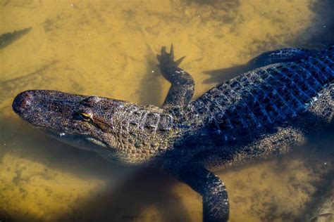 A Large American Alligator In Orlando Florida Stock Photo Image Of