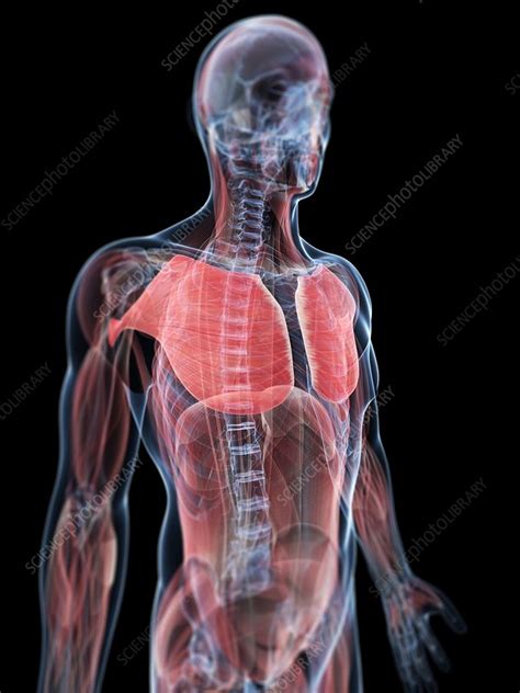 Chest Muscles Artwork Stock Image F0055427 Science Photo Library