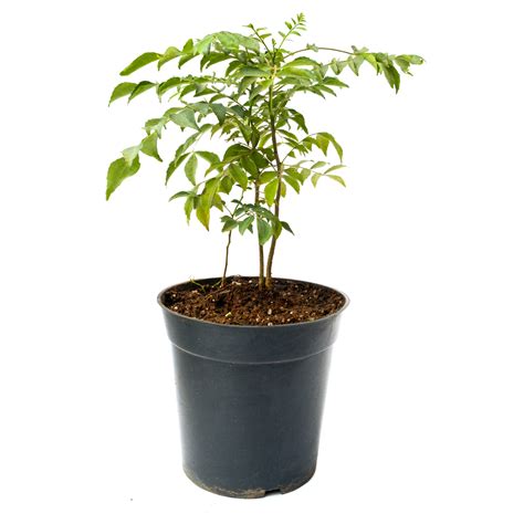 Curry Tree Curry Leaves Plant Sale Bagh Store Online Plant Nursery