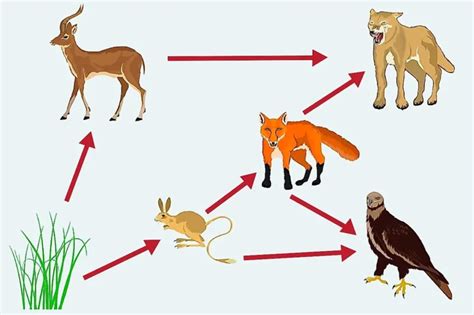 The Food Chain Boreal Forest