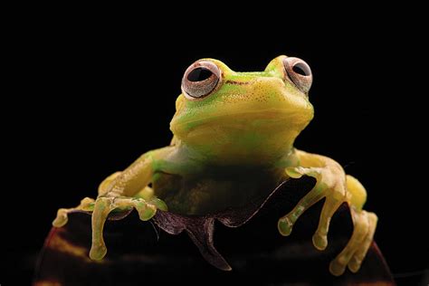Tropical Tree Frog Hypsiboas Punctatus Photograph By Dirk Ercken