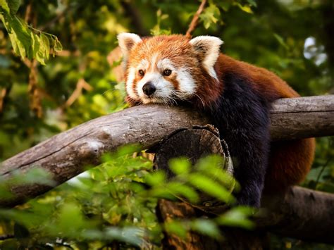 Thinking Red Panda By Péter Hegedűs On 500px Animals Amazon Animals