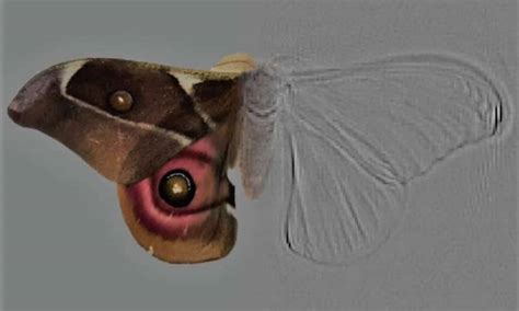 Science Spies — Deaf Moths Evolved Noise Cancelling Scales To