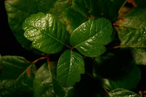What Are the Treatments for Poison Oak in Eyes? | Healthfully