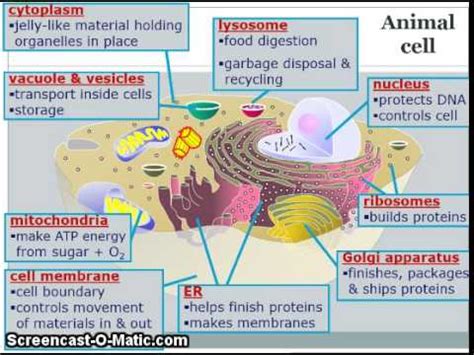 The underlying structure and function of the cytoplasm, and of the cell itself, is largely determined by the cytoskeleton, a protein framework. Overview of Organelles and Eukaryotic and Prokaryotic cell ...
