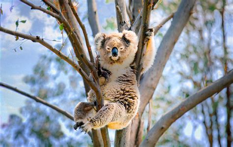Koala Wallpapers Top Free Koala Backgrounds Wallpaperaccess