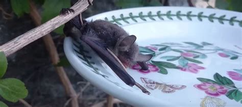 To survive, all terrestrial creatures need water. How Do Bats Find and Drink Water?