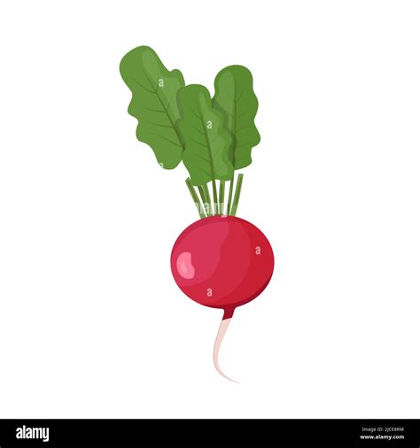 Radish With Leaves Flat Style Vector Illustration Isolated On White
