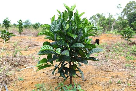 Anak getah yang ditanam adalah spesis havea brasilliensis. BLOG - JABATAN PERTANIAN MALAYSIA: POTENSI PENANAMAN KOPI ...