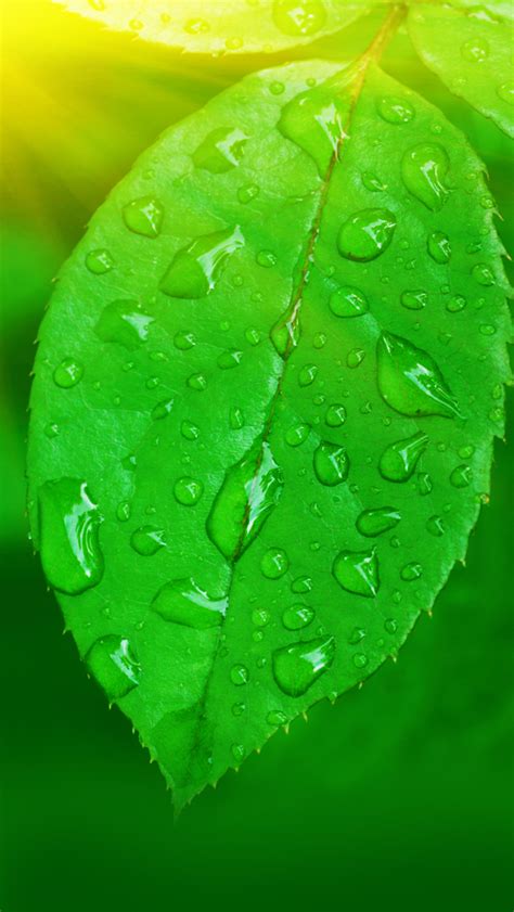 Green Leaf Iphone Wallpapers Free Download